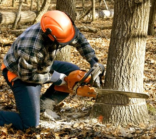 Tree Removal in Glen, NH